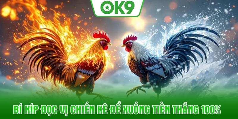 Bí kíp đọc vị chiến kê để xuống tiền thắng 100%