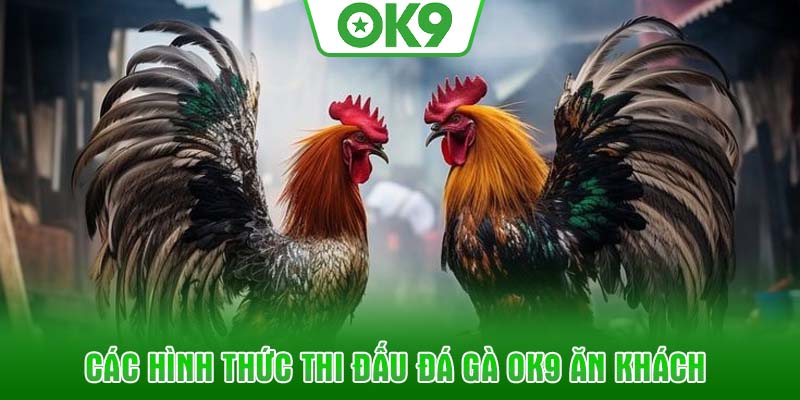 Các hình thức thi đấu đá gà OK9 ăn khách