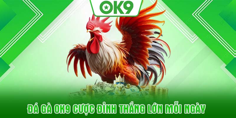 Đá Gà OK9 cược đỉnh thắng lớn mỗi ngày